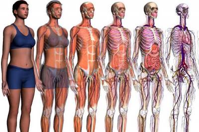 Ľudské telo (part 2)