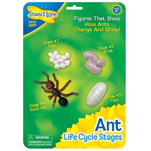 Životný cyklus mravca