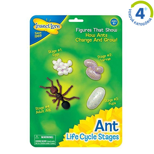 Životný cyklus mravca
