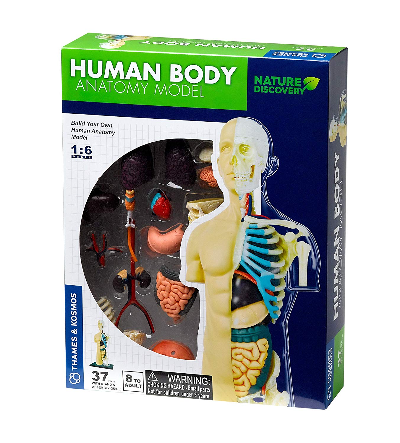Model ľudského tela