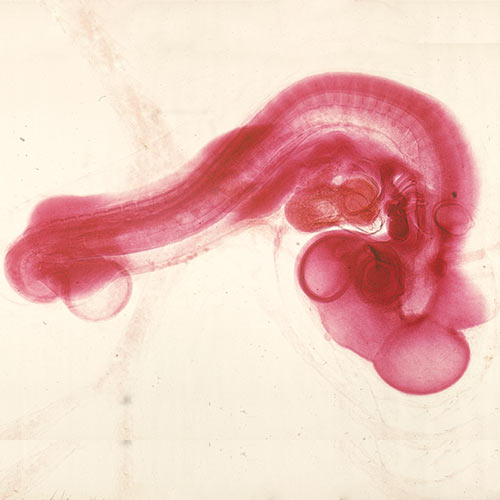 Embryo kuriatka Embryo kuriatka